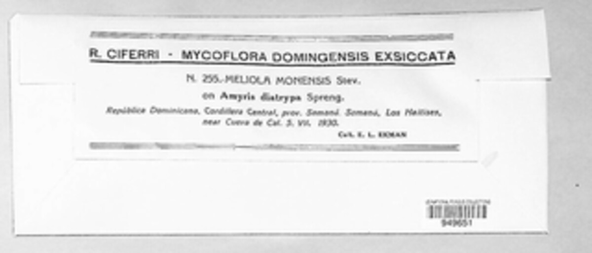 Meliola monensis image